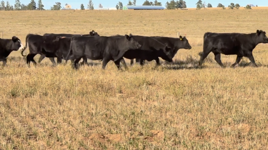 Ai’d to calve Feb 20th. 950 – 1000lbs, Gentle cake broke, RANCH READY!- BH1024C5